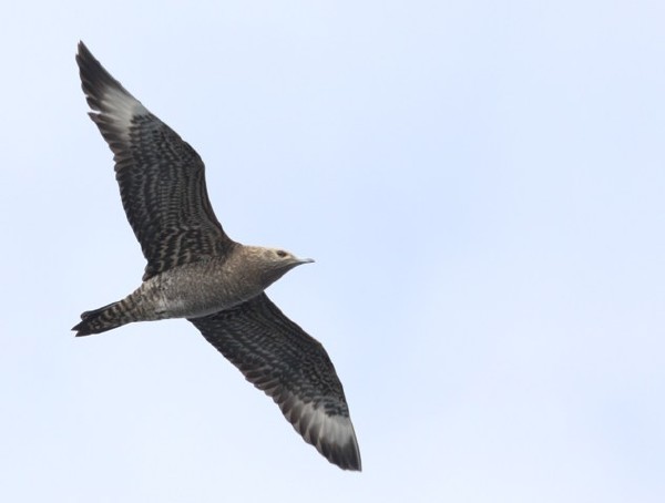 Parasitic Jaeger